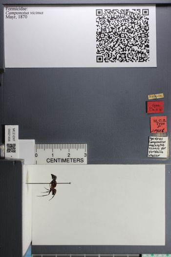 Media type: image;   Entomology 21456